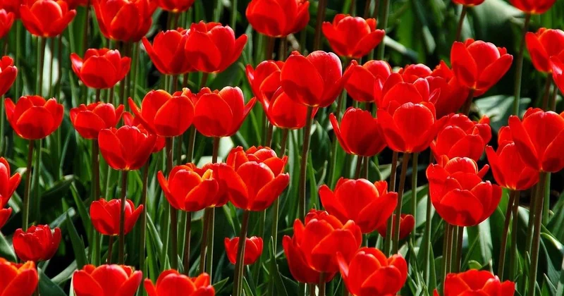 Такое чудо! : поля краснокнижных тюльпанов зацвели на юге Казахстана (видео)