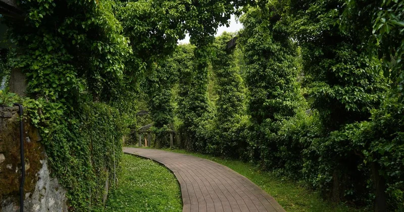 Целую аллею хвойных деревьев вырубят в Ботаническом саду Алматы