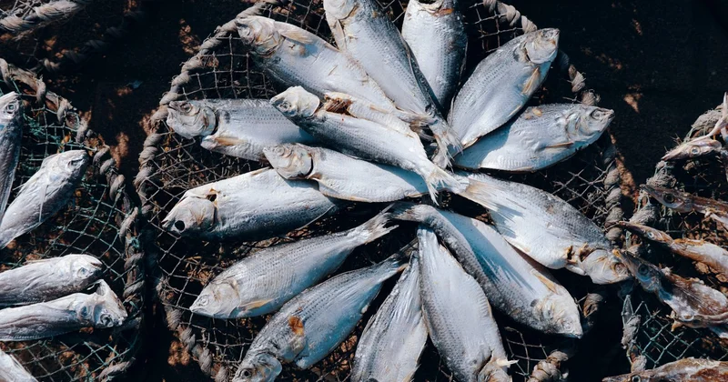 Массовый замор рыбы попал на видео в Петропавловске: что говорят в рыбинспекции