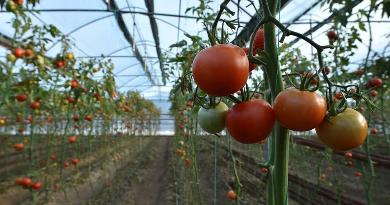Совсем не в тепличных условиях