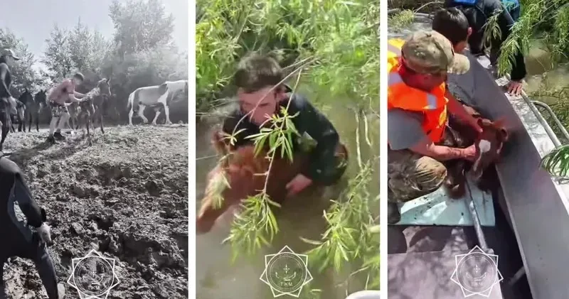 Төтеншеліктер Есіл өзенінде құрсауға түскен құлынды құтқарды
