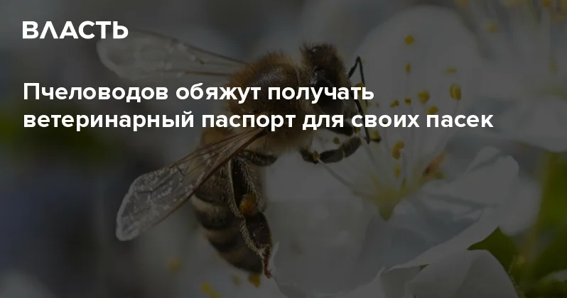 Пчеловодов обяжут получать ветеринарный паспорт для своих пасек Аналитический интернет журнал Власть