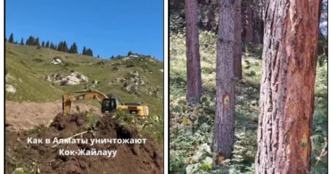 Уничтожают легкие города : вырубка деревьев и снос холмов на Кок Жайляу и Бутаковке разозлили алматинцев