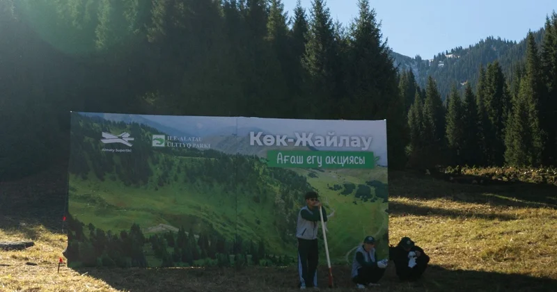 На Кок Жайлау высадили около 2000 елей Шренка