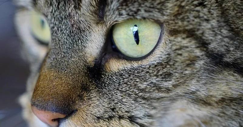 Мужчина скончался после укуса бездомной кошки в Мангистауской области