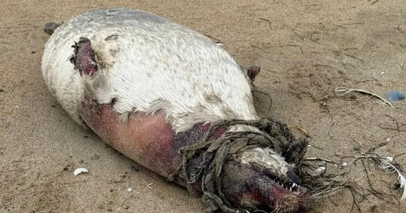 Маңғыстауда тағы да итбалық қырылып жатыр