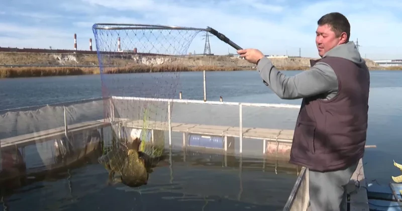 Жамбыл облысында 500 тонна балық өсірілді