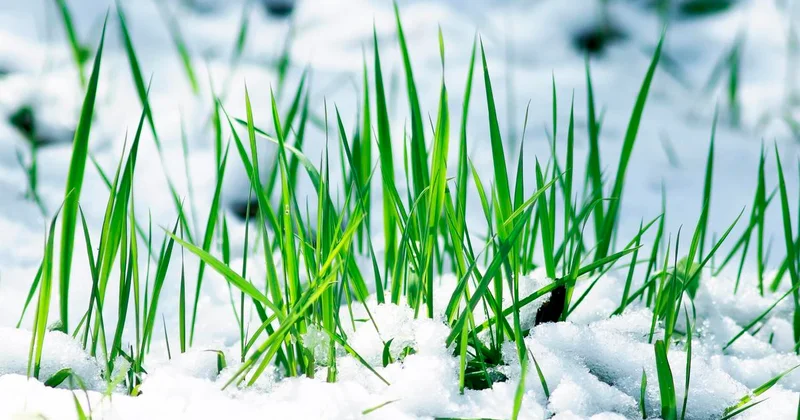 Дожди и снег прогнозируют в Шымкенте в ближайшие дни