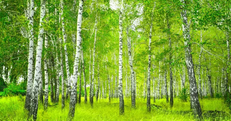 "Бережно относимся". На территории рощи Баума не будут укладывать бордюры