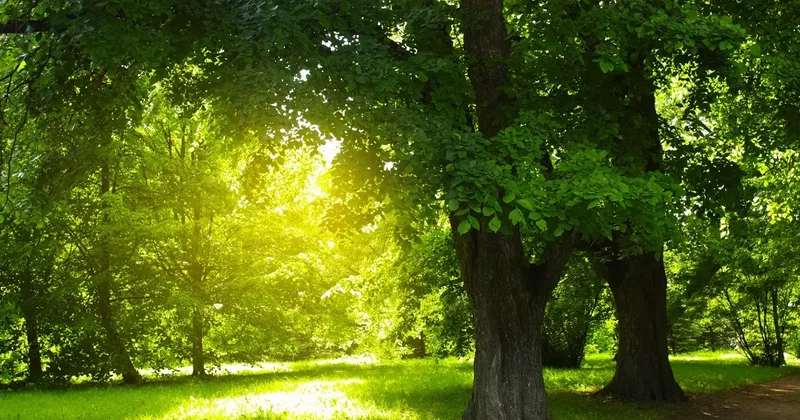 "Срывов не будет". Половину работ по благоустройству рощи Баума уже завершили