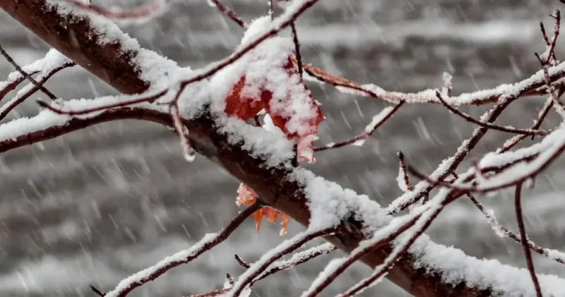 Бүгін Астанада қар жауды