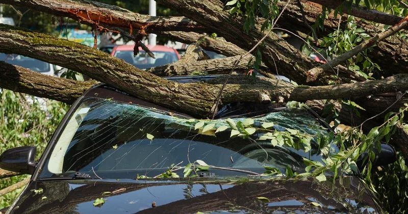 Житель Тараза отсудил более миллиона тенге из за упавших с дерева веток