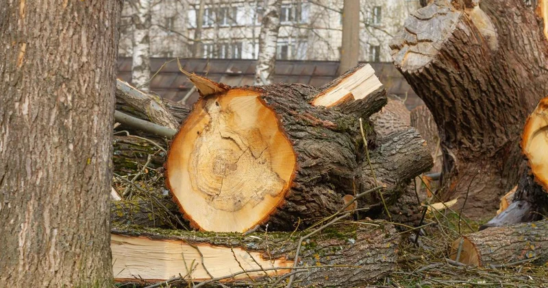 Уголовное дело возбудили из за вырубки деревьев в роще Баума в Алматы