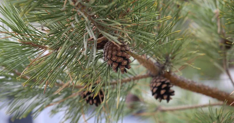 Метель накроет Казахстан