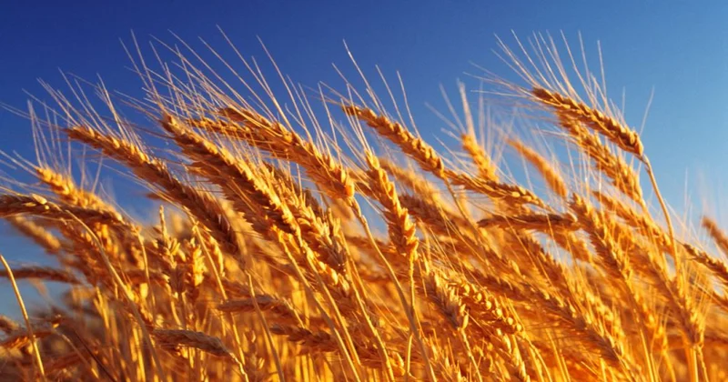 Астық экспорты артқан