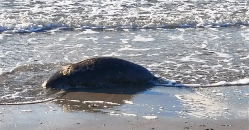 Более 100 мёртвых тюленей обнаружили на берегу Каспия в Мангистауской области