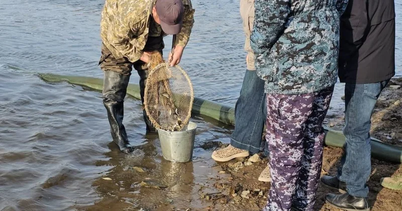 Сілеті өзеніне балық жіберілді