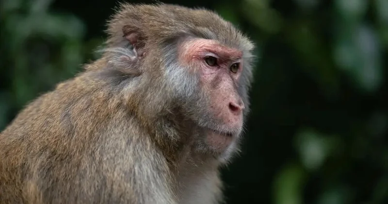 Америкалық әйел жол апатынан кейін қашып кеткен маймылды атып тастады