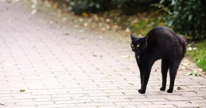 Қаңғыбас мысық тістеген: Маңғыстау тұрғыны құтырудан көз жұмды