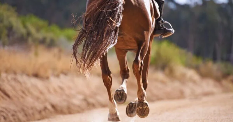 Во время кокпара автомобиль выехал на поле и сбил лошадей в Кызылординской области (ВИДЕО)