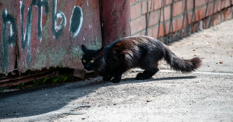 Казахстанец умер после укуса бездомной кошки