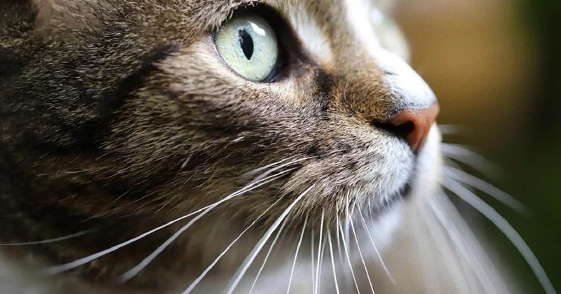 Мужчина проигнорировал укус кошки и скончался в Мангистауской области