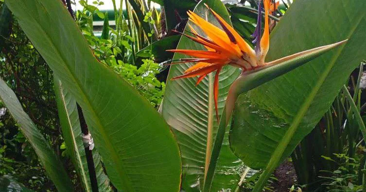 Райская птица зацвела в Северном Казахстане