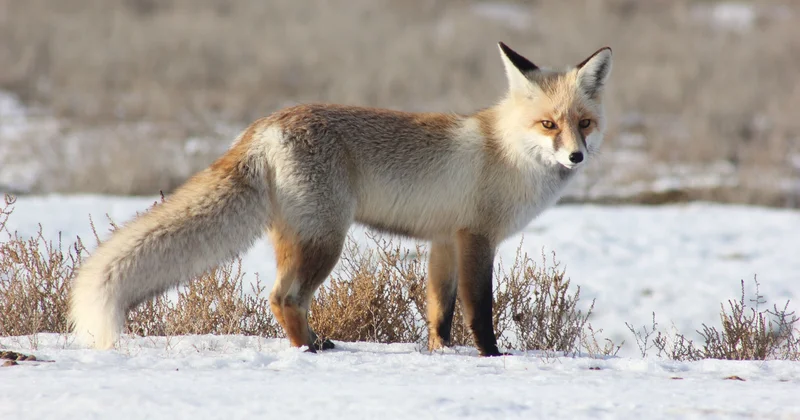 Чумы нам ещё не хватало