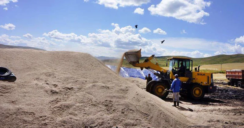 Сильные позиции подсолнечника