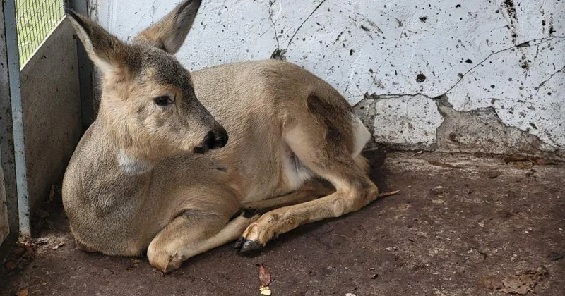 Қазақстан Ресей шекарасында жүздеген еліктің қырылғаны туралы ақпарат тарады