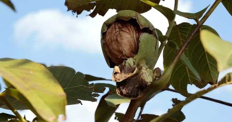 ЕЭК жаңғақ пен тұқымның кейбір түрлеріне бажды үш жылға алып тастады