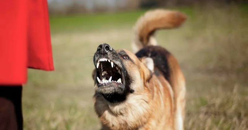 Бродячие собаки пугают посетителей в парке Первого президента: куда обращаться алматинцам