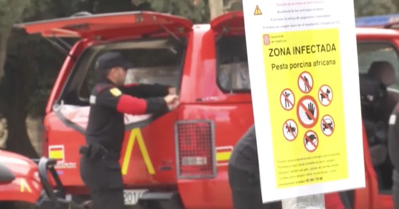 Африкалық доңыз обасы дендеп барады