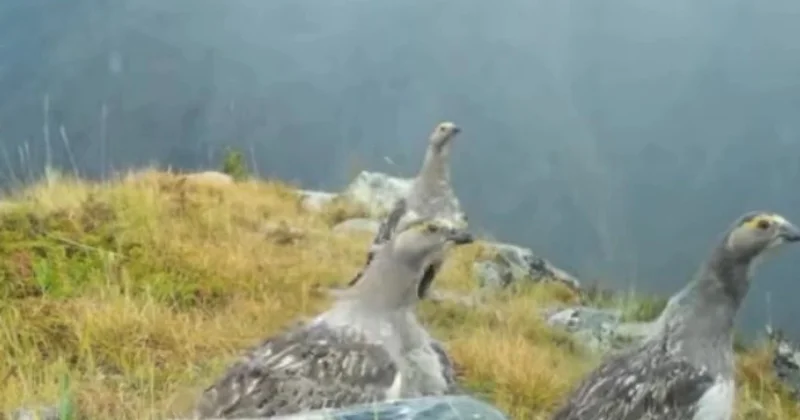 Катонқарағай табиғи паркінде сирек кездесетін құс фототұзаққа түсіп қалды