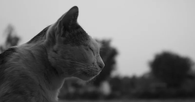 Кошки Таиланда официально стали национальными символами страны