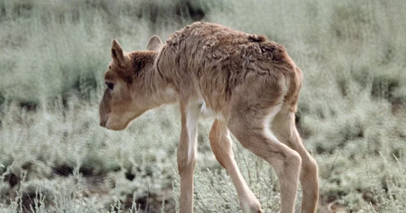 Қазақстанда киік саны келесі жылы 5 миллионға жетеді