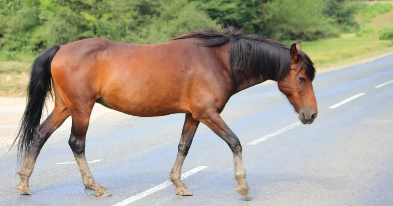 Два человека погибли из за лошади на западе Казахстана