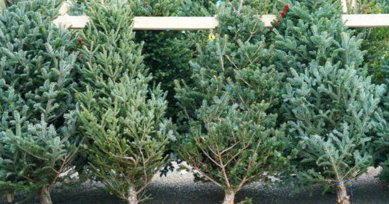 Теміртауда ер адам кіреберістегі шыршаны өртеп, 10 тәулікке қамалды