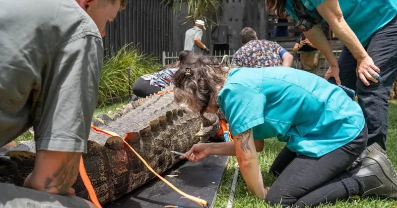 Самому грозному крокодилу Австралии сделали стоматологическую операцию