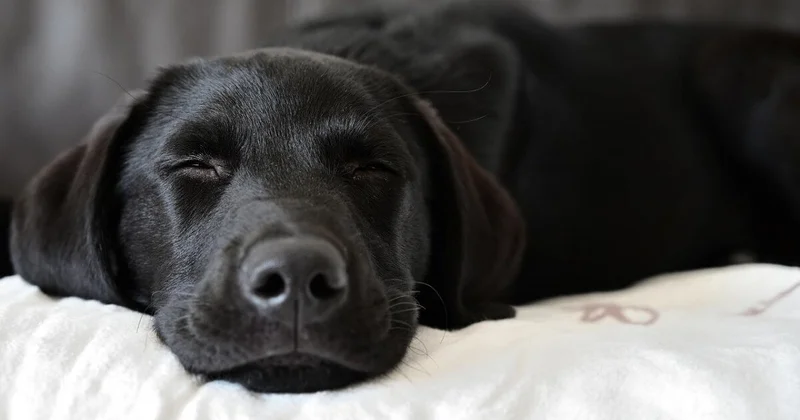 Мужчина сбросил щенка с пятого этажа в Усть Каменогорске