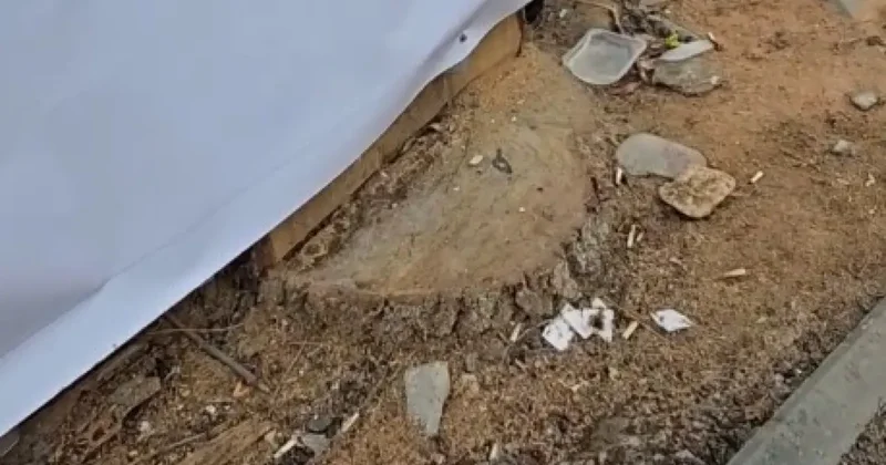 Акимат Алматы объяснил вырубку деревьев возле стройплощадки в старом центре