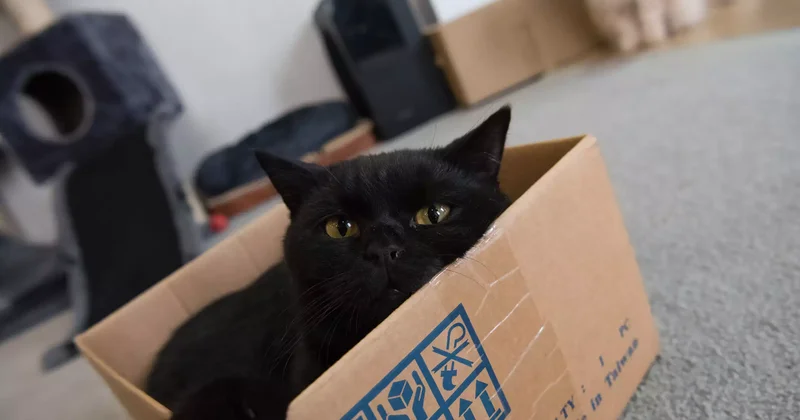 Өзіне қажетсіз қораптарды ұрлаған ер адам екі жылға сотталып кетті