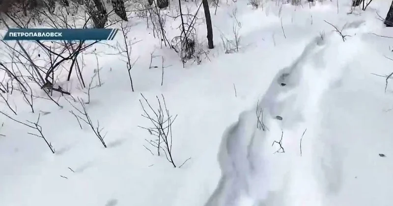18 летний парень замерз насмерть в лесу под Петропавловском