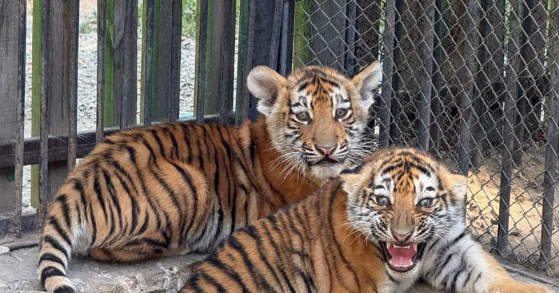 Сирек аңдармен толықты