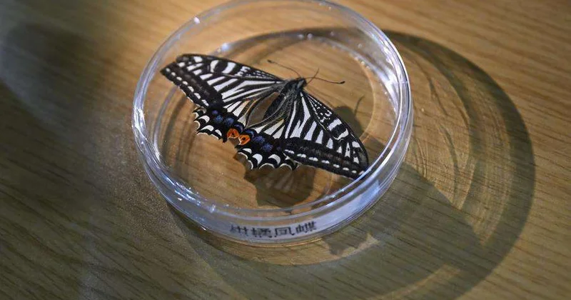 Впервые бабочка вылупилась в космосе