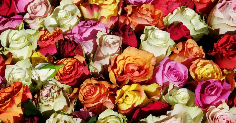 В Караганде при ввозе роз из Эквадора выявили опасного вредителя