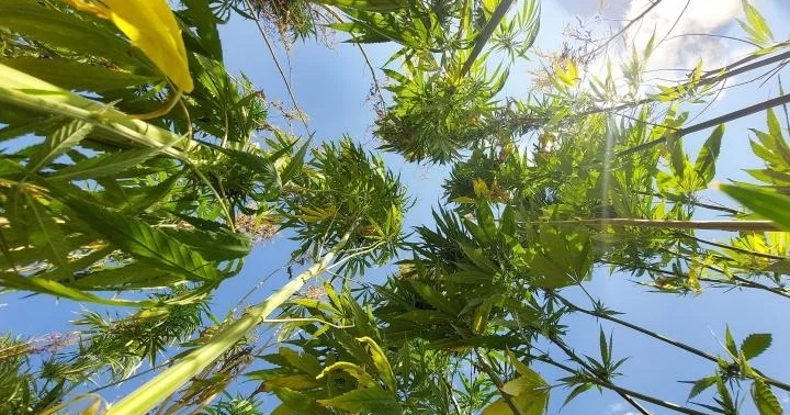 Түркия қарасораны өнеркәсіптік және медициналық мақсатта өсіруге рұқсат берді