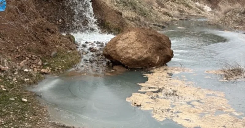 Рыба массово гибнет в реке в Шымкенте: экологи назвали причину