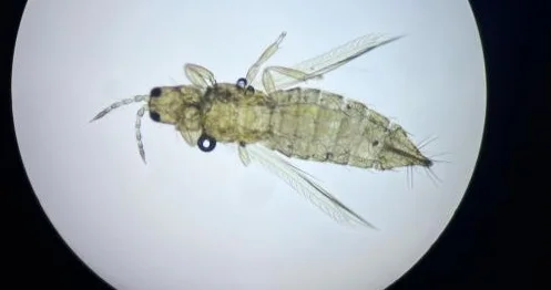 Эквадордан келген гүл партиясынан батыс гүл трипсі анықталды