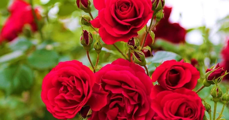 Зараженные розы пытались ввезти в Казахстан из Эквадора